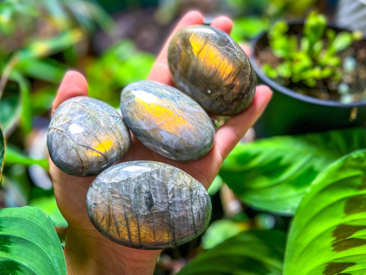 SUNSET Labradorite Palm Stone